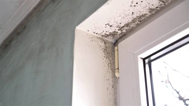 Best Mold Documentation for Insurance Claims  in Little Falls, MN