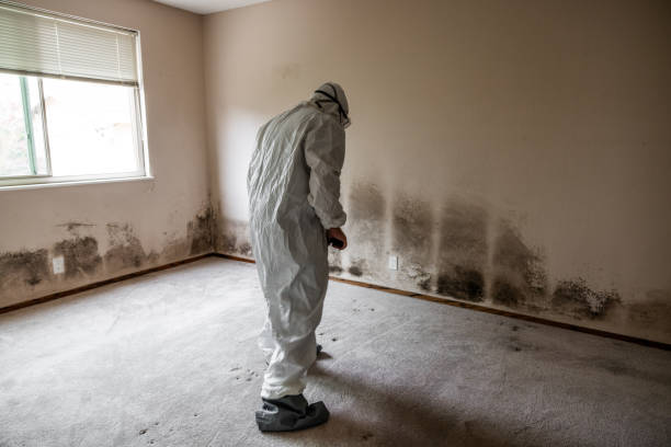 Best Forensic Mold Investigation  in Little Falls, MN